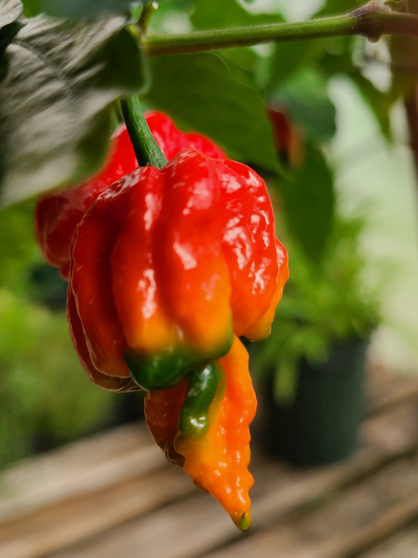 Assorted Fresh Super Hot Peppers