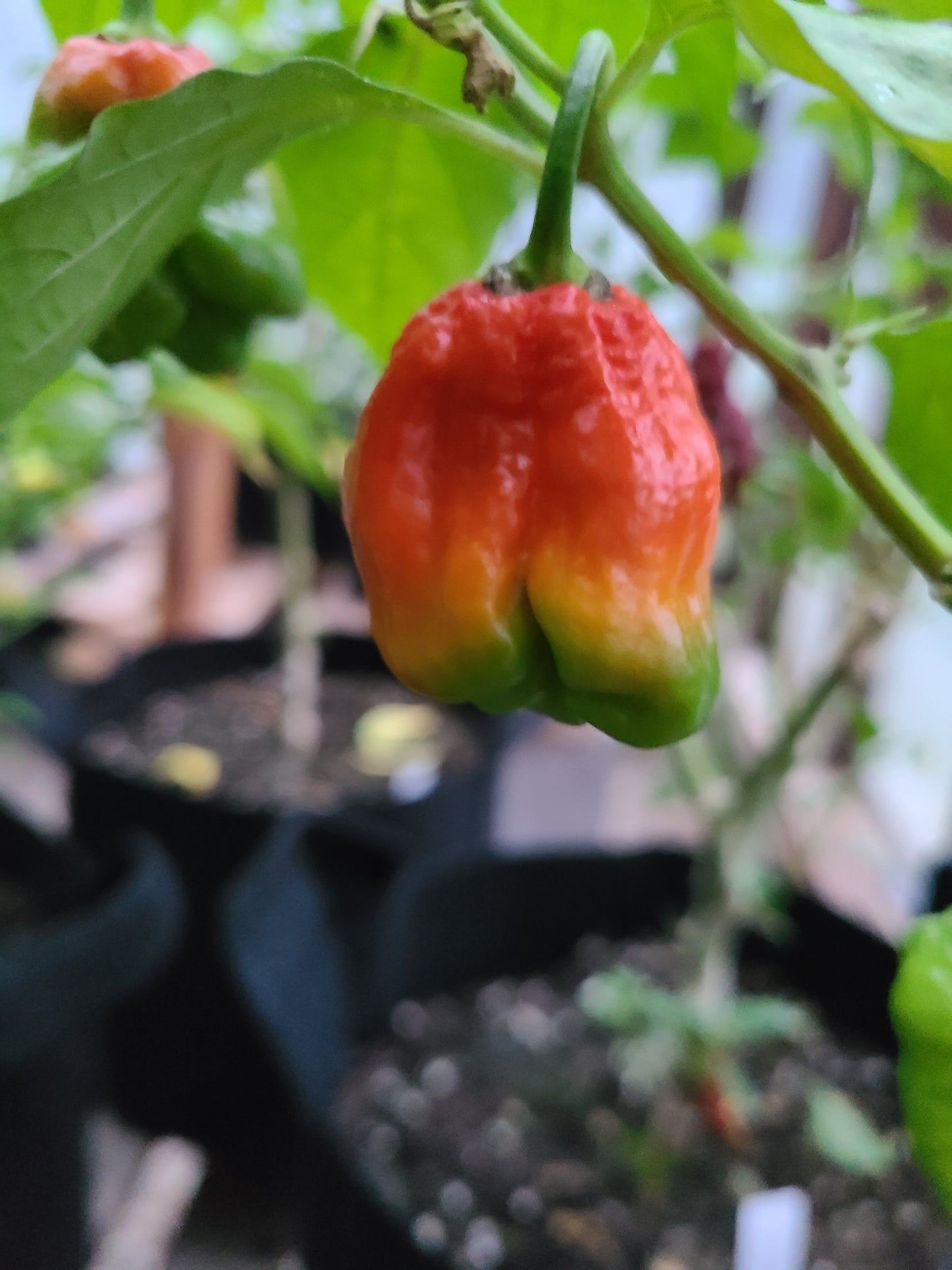 Assorted Fresh Super Hot Peppers